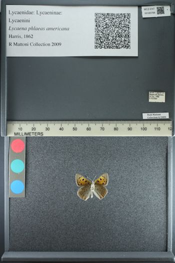 Media type: image;   Entomology 183788